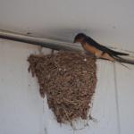 OTRA2014CN_0069 (August 24, 2014)